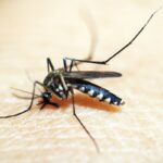 Casos de dengue e chikungunya custaram R$ 1,2 bi ao sistema de saúde