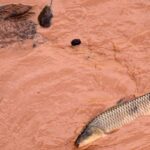 Samarco e Vale são multadas em mais de R$ 1,8 bilhão