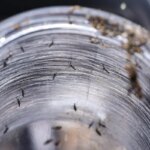 Ministério da Saúde intensificará mobilização contra dengue no Brasil