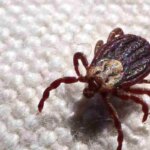 Febre maculosa causa mais duas mortes no interior de São Paulo